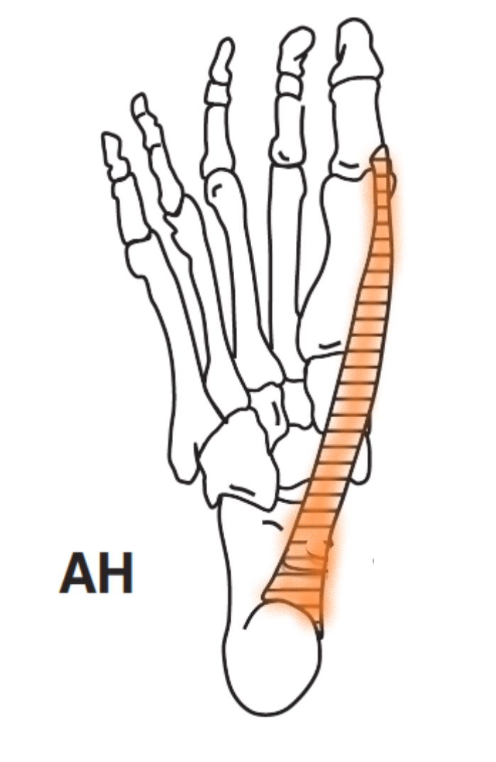 Heel Pain Series Week 1: Anatomy - Sports and Structural Podiatry