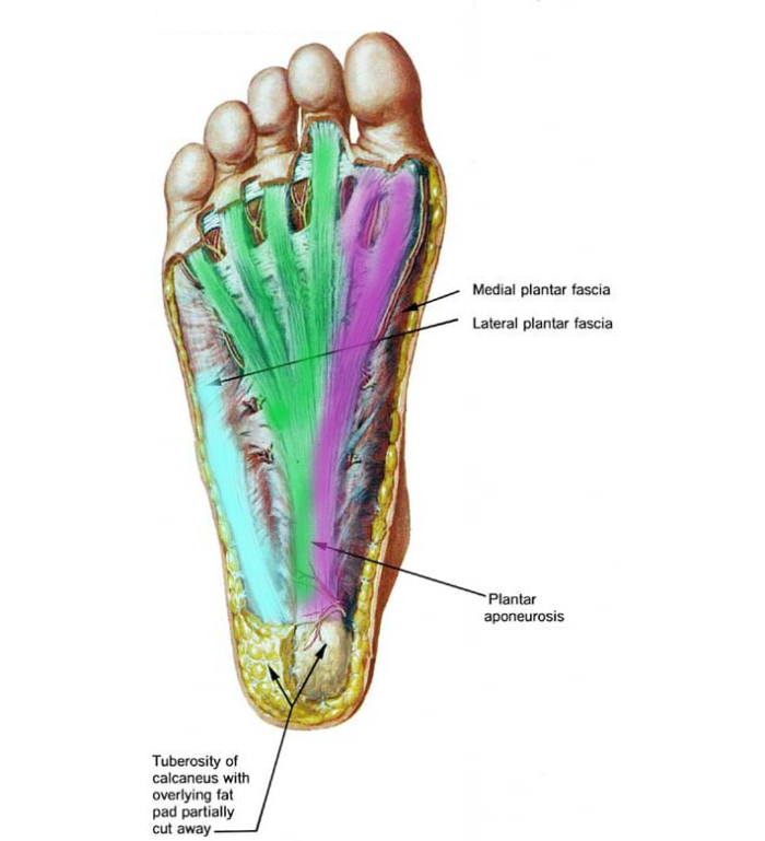 Heel Pain Series Week 1: Anatomy - Sports and Structural Podiatry ...